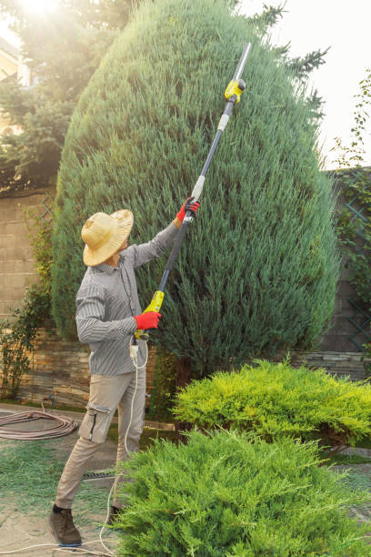 The Steps Involved in Our Tree Care Process in Rancho Santa Margarita, CA